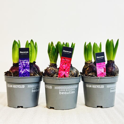 Набор 3 растения (d12): Гиацинт 3 луковицы, высота 15-20см, живое растение