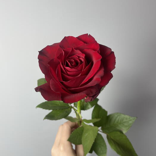 Роза красная