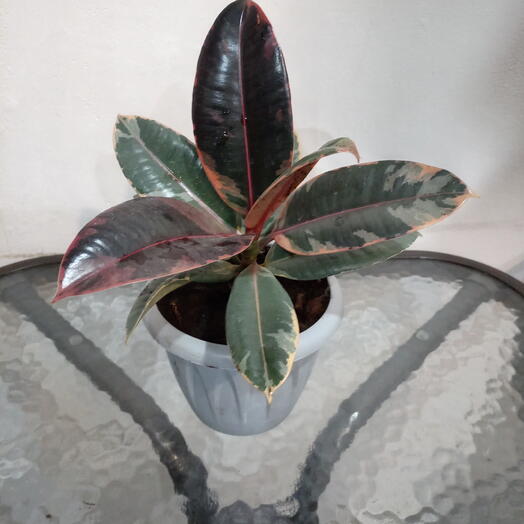 Комнатное растение фикус белиз