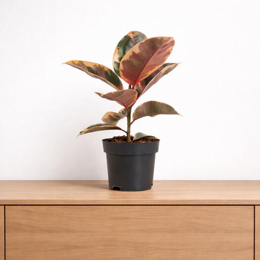 Ficus Elastica Belize