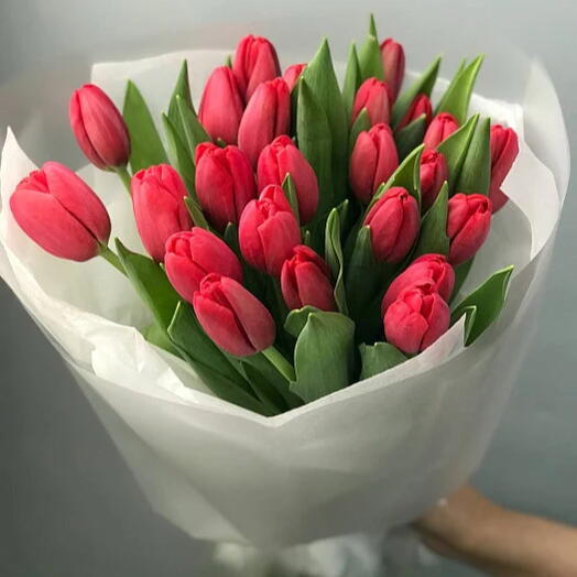 Тюльпаны малиновые