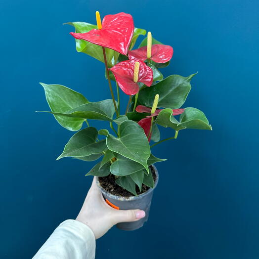 Антуриум красный