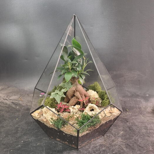 Florarium with bonsai Ficus in a drop L