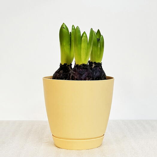 Гиацинт (случайный цвет) в кремовом пластиковом горшке с поддоном, высота 15-25см