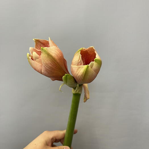 Амариллис розовый