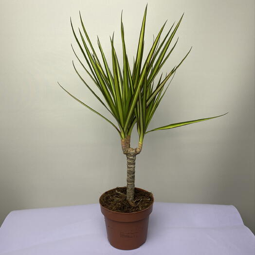 Драцена комнатная