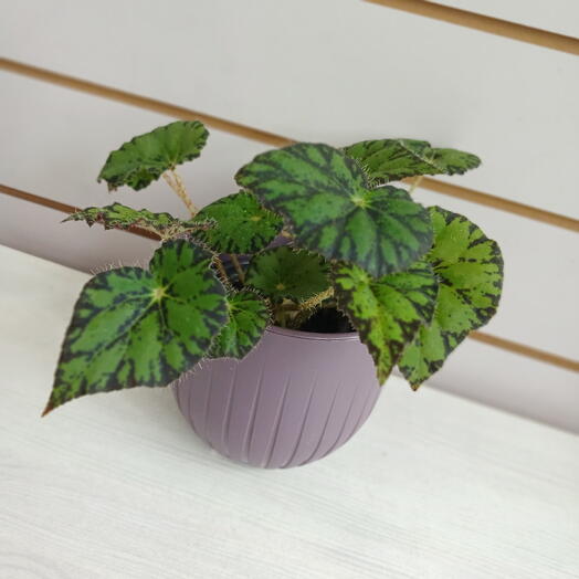 Бегония Бауэра (тигровая), 20 см