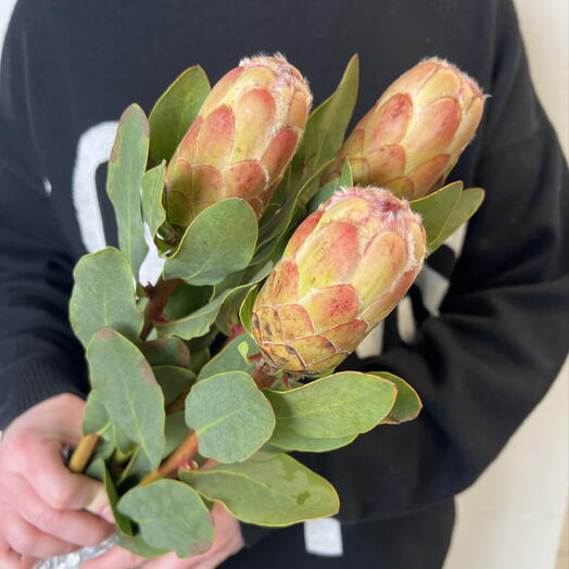 Пачка (3шт) протея грандиколор