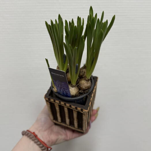 Мусскари голубые в интересном кашпо 🪴