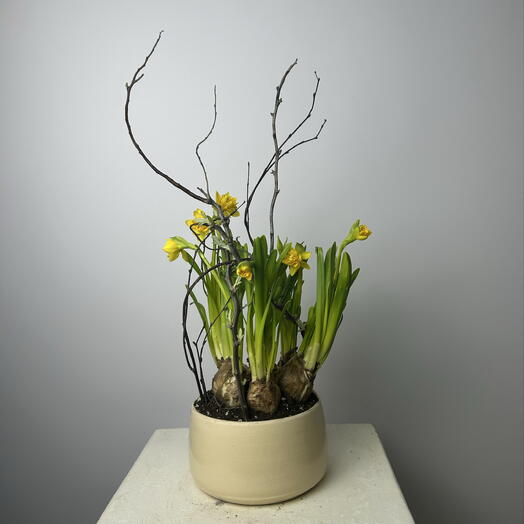 Нарциссы в горшке с ветками ивы