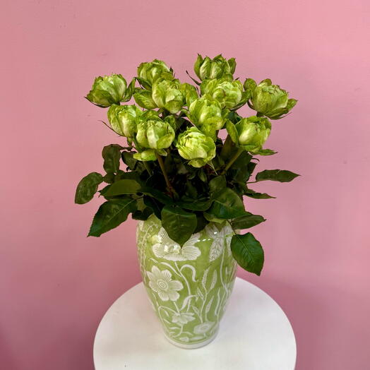 Стильный необычный сорт розы Вегги, 11 шт