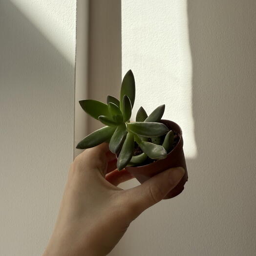 Комнатное растение Эхеверия 🌱🌱