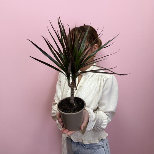 Драцена Marginata🌴