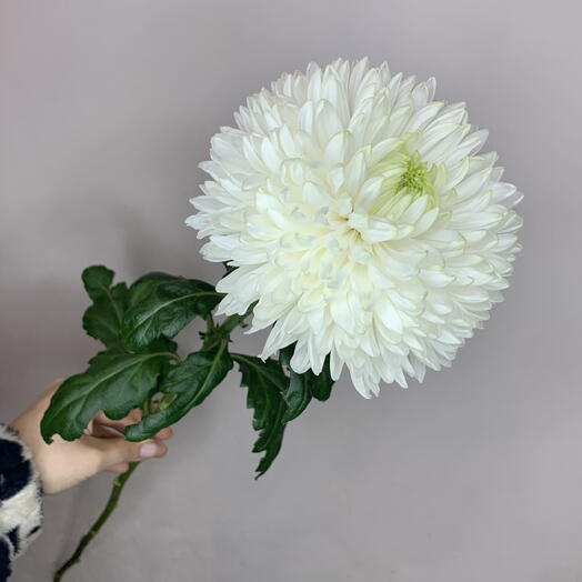 Хризантема Одноголовая 🩵🌿