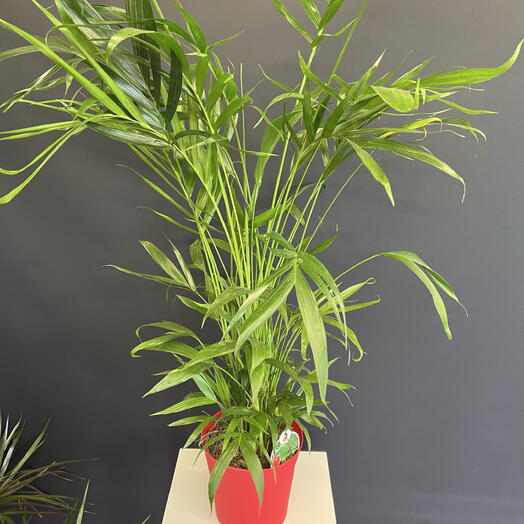 Хамедорея изящная (Chamaedorea elegans) в горшке d20