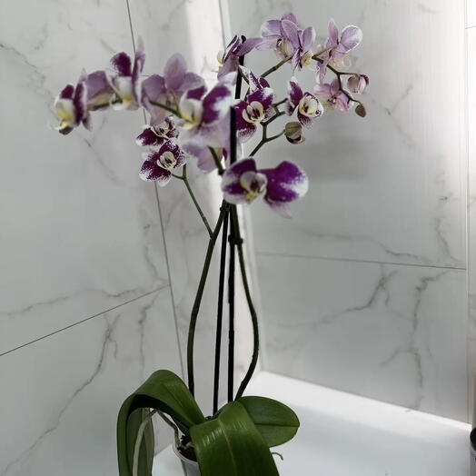 Орхидея White-Purple