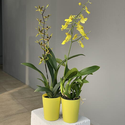HONEY ORCHID сэт из 2 шт сортовых орхидей онцидиум хани