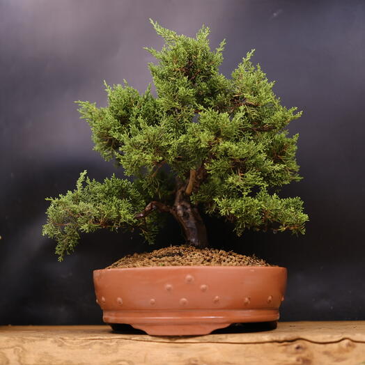 Бонсай Можжевельник Itoigawa (Japan), 39см