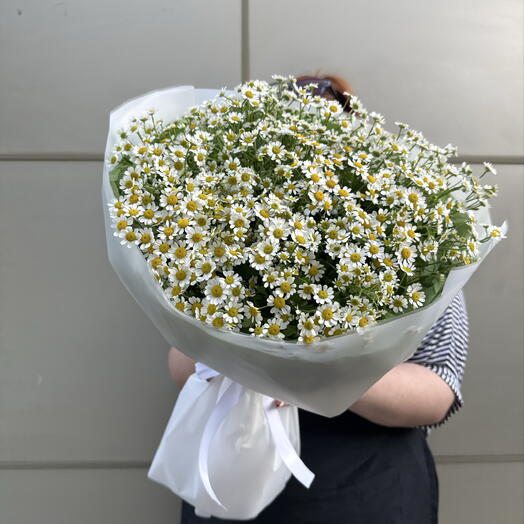 Ромашка полевая + сладкий подарок 🎁