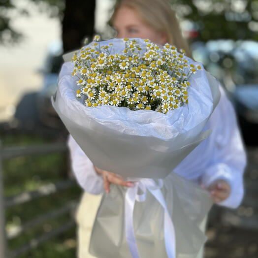 Милые ромашки
