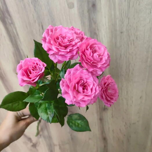Роза кустовая ярко розовая