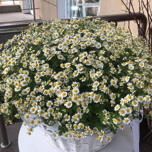 Ромашки в корзине лето