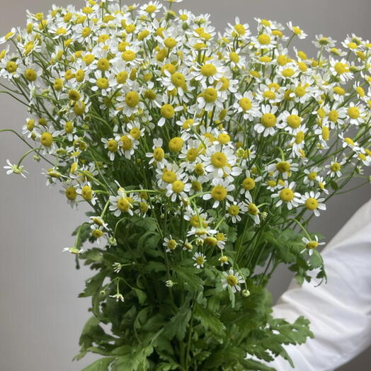 Пачка матрикария (15шт)