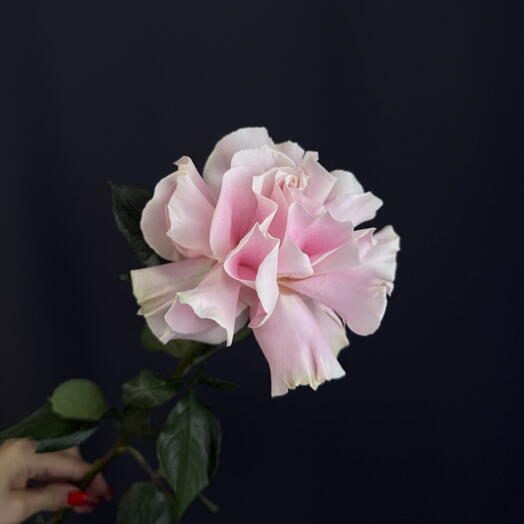 Французская Роза розовая PINK MONDIAL