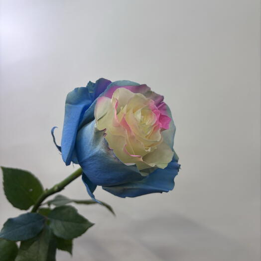 Роза «Барби»