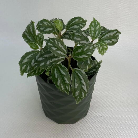 Пилея Кадье / Pilea cadierei