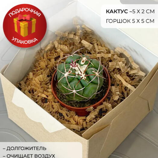 Кактус Телокактус Хексадрофорус в подарочной упаковке