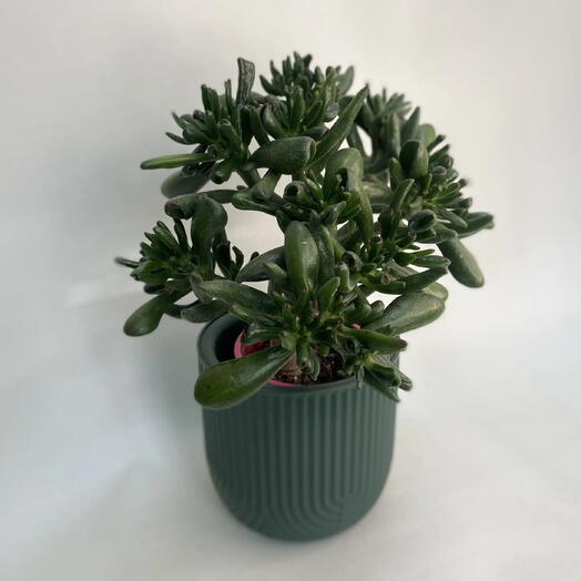 Крассула Овата Голлум 30 см /Crassula ovata Gollum