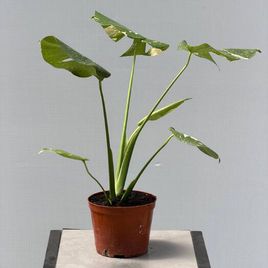 MONSTERA МОНСТЕРА ТАЙСКОЕ СОЗВЕЗДИЕ