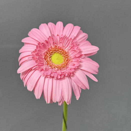 Гербера мини розовая
