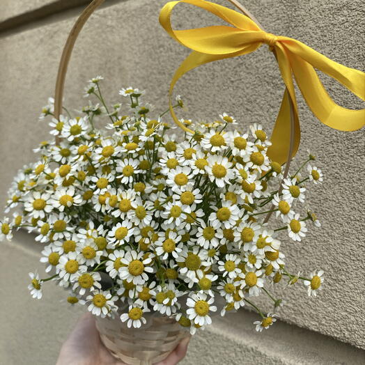 Композиция с матрикалией (ромашкой)