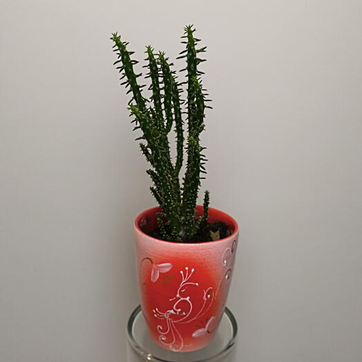 Аустроцилиндропунция🌵