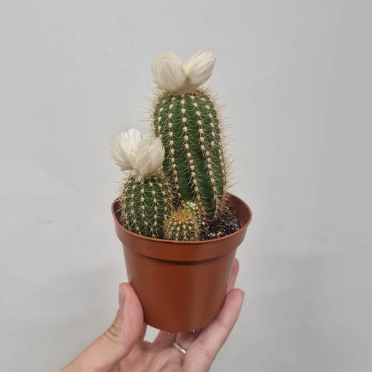 Кактус 🌵 с белым сухоцветом 💜