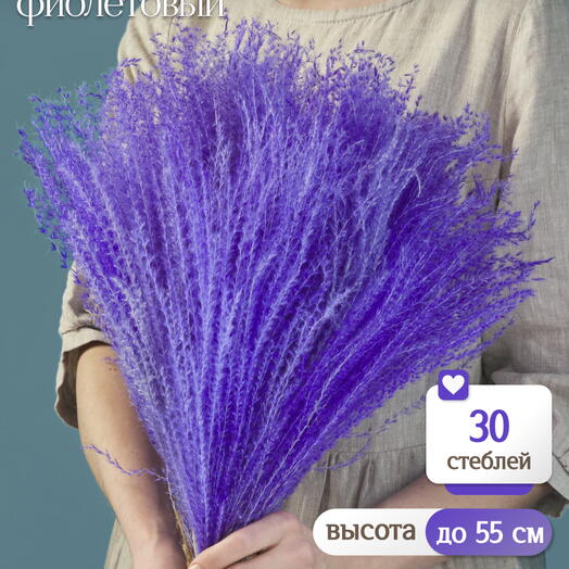 Мискантус фиолетовый 30 шт. Высший сорт М043