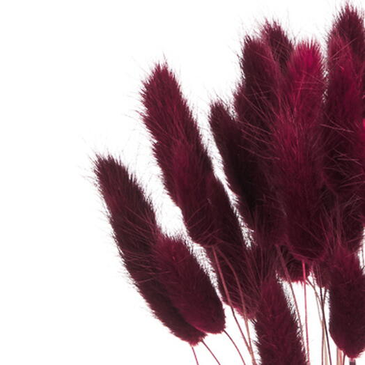 Лагурус бордовый марсала 60 шт. Первый сорт. Высота 45-60 см