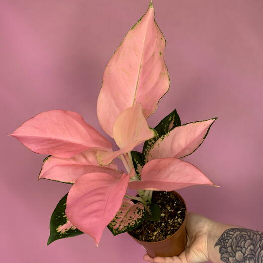 Аглаонема cochin pink