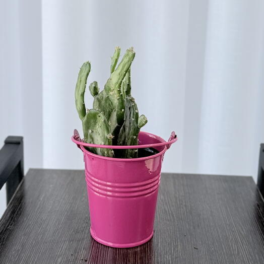 Кактус в ведерке
