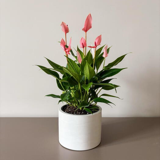 Musa Plants