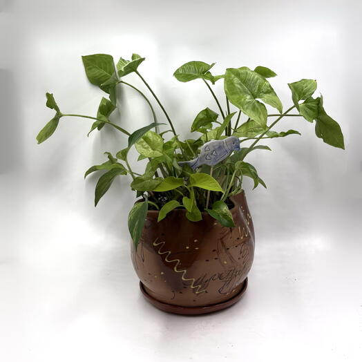 Композиция «Синяя птица». Сингониум и Эпипремнум (Syngonium, Epipremnum)