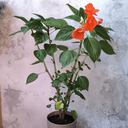 Бальзамин Уоллера, красный, махровый