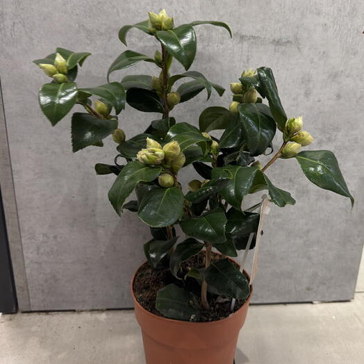 AestasFlowers