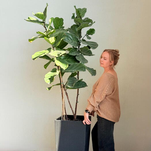 Фикус лирата (Ficus lyrata), он же Fiddle Leaf Fig