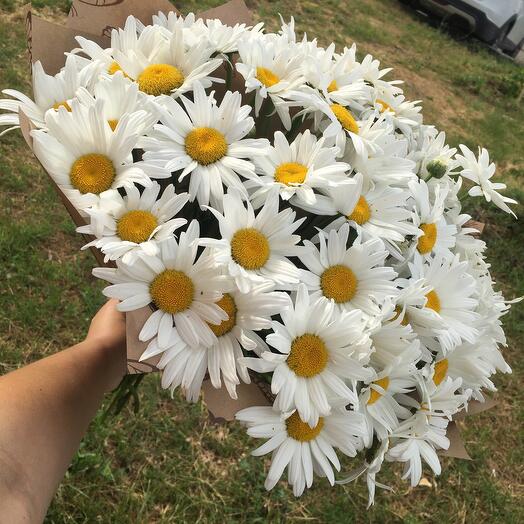 Chamomile