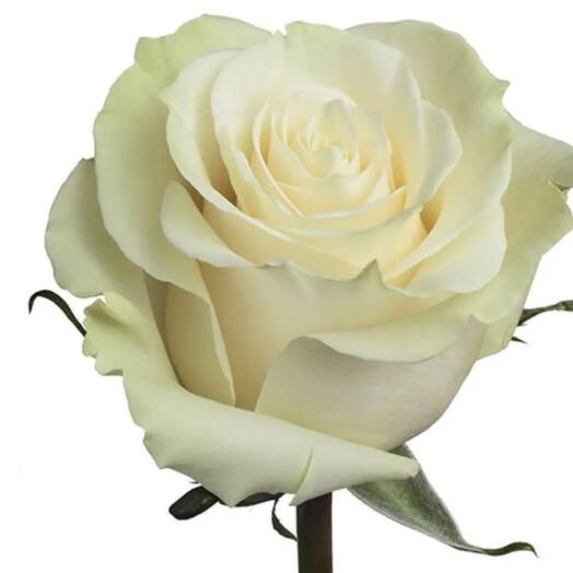 Rosa Mandial