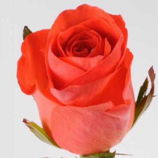 Роза чайно-гибридная Вау саженец - купить с доставкой по выгодным ценам в интерн