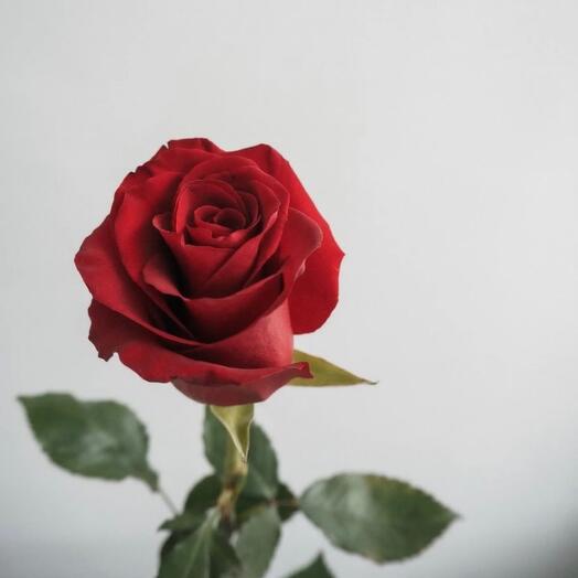 Rose Explorer 70 cm